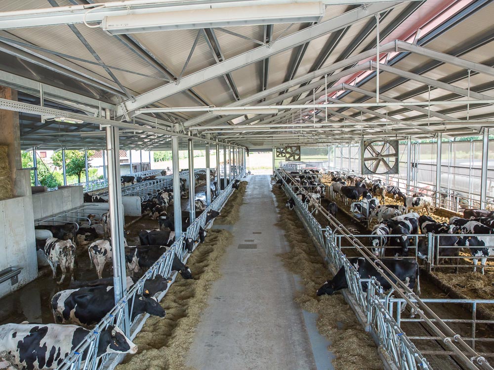 struttura agro-zootecnica per bovini da latte