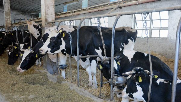 Stabulazione fissa stalla per bovini da latte