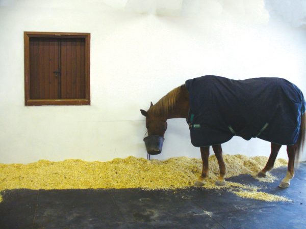 Cavallo in stalla con tappeto