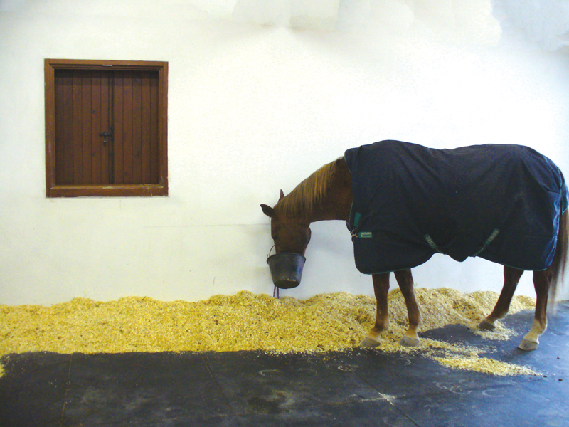 Cavallo in box con tappeto