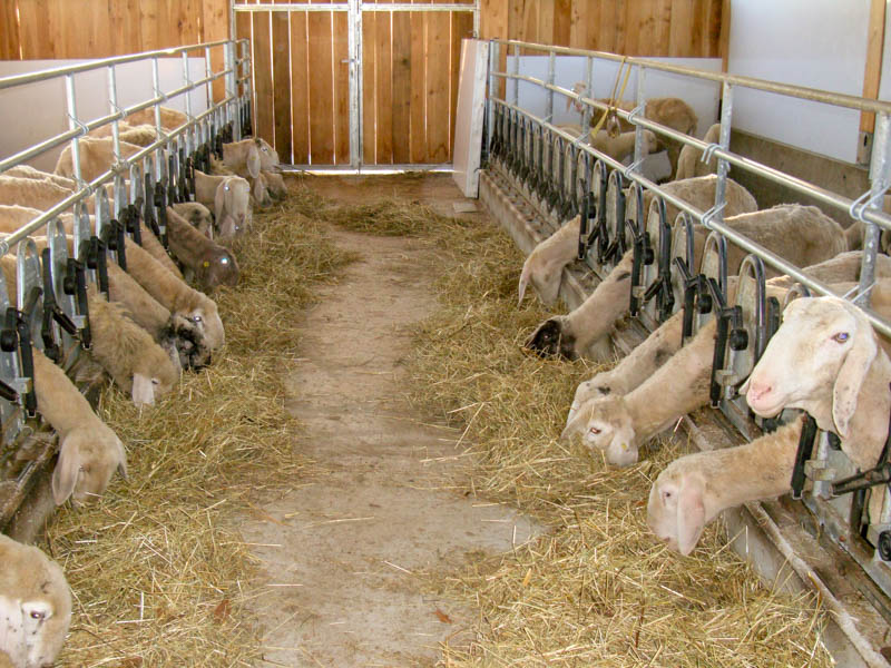 Écuries et équipements pour ovins et caprins