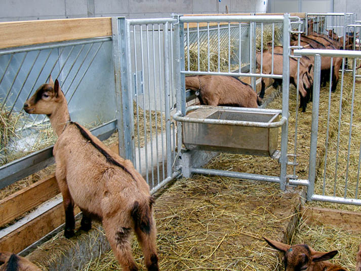 cancelli divisori e recinzioni per capre