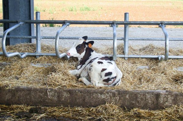 stalla vitelli separatore baby
