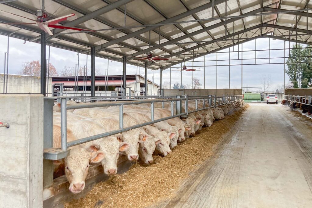 bovini da ingrasso stabulazione in box