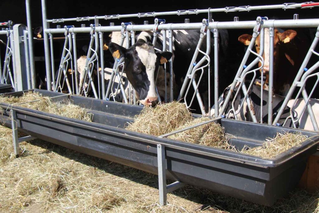 mangiatoia in resina per bovini