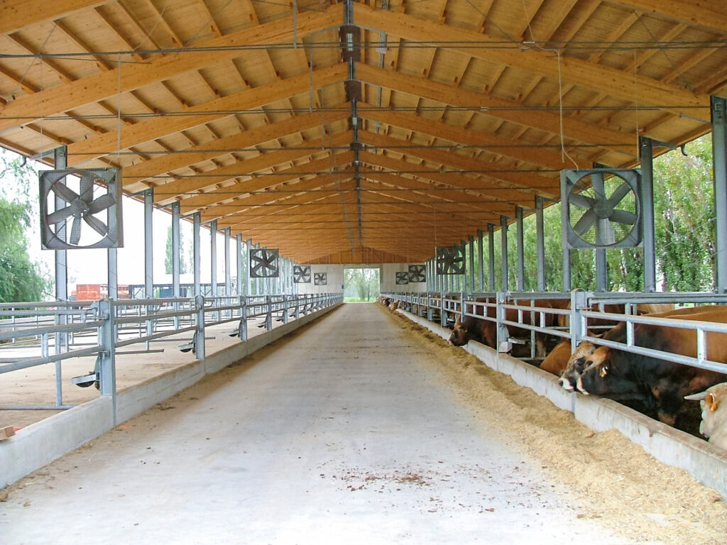 stalla per bovini con ventilatori