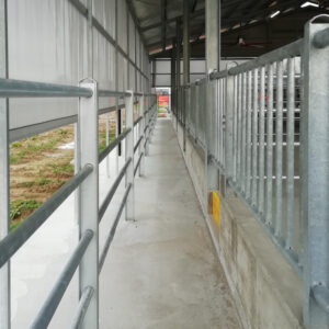 stabulazione in box corridoio